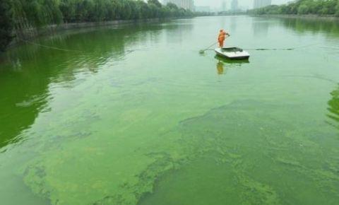 广州蓝绿藻治理公司哪里找