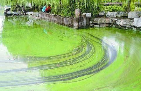 蓝绿藻治理